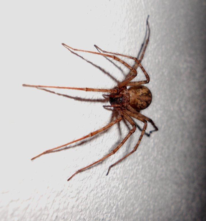 Tegenaria sp.